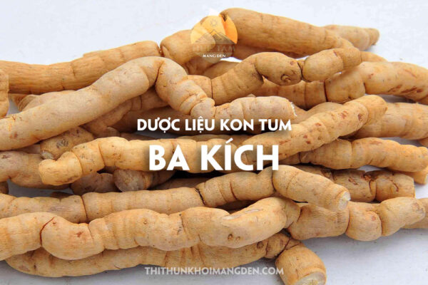 Ba kích Kon Tum