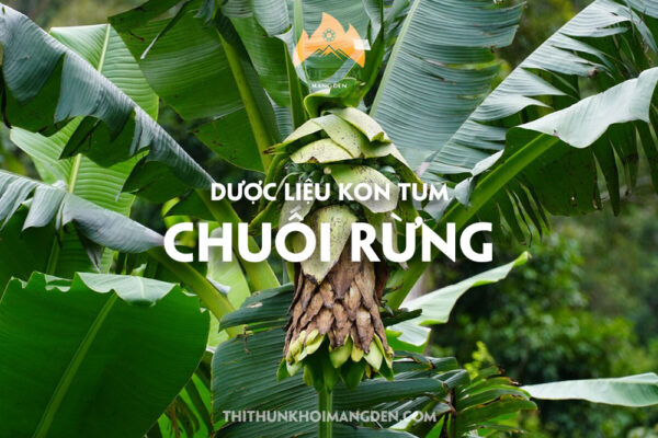 chuối hột rừng, chuối hột kon tum