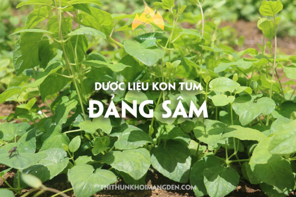 Đẳng Sâm Kon Tum