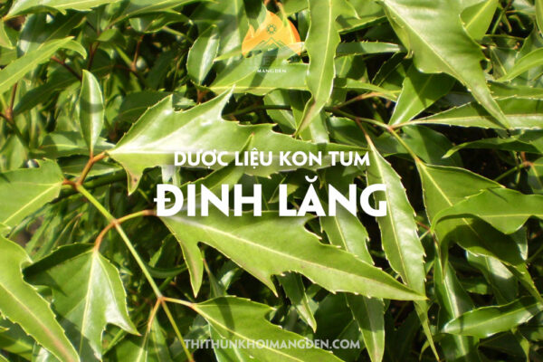 đinh lăng măng đen