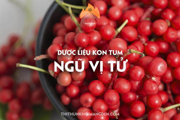 ngũ vị tử măng đen