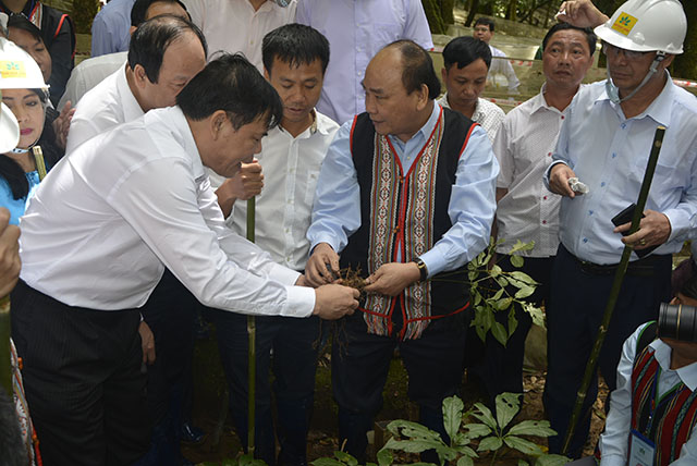 Doanh nghiệp mở rộng diện tích sâm Ngọc Linh tại xã Măng Ri, huyện Tu Mơ Rông