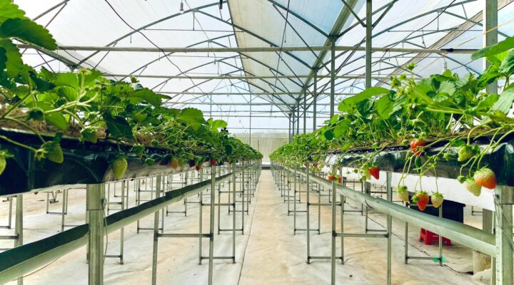 khu nông nghiệp công nghệ cao Măng Đen