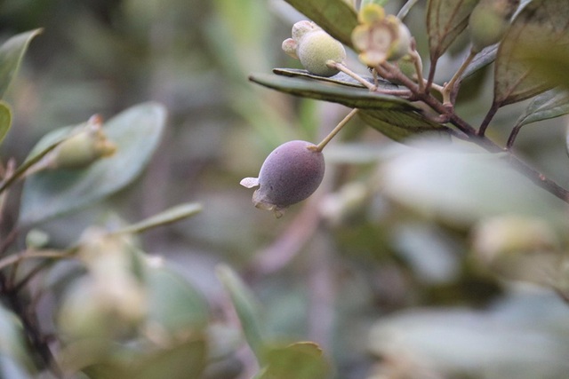 Mùa sim chín trên đồi cằn Măng Đen
