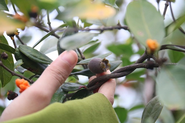 Mùa sim chín trên đồi cằn Măng Đen