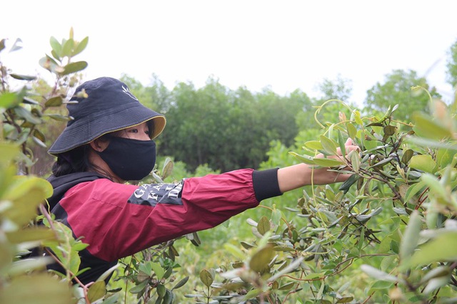 Mùa sim chín trên đồi cằn Măng Đen