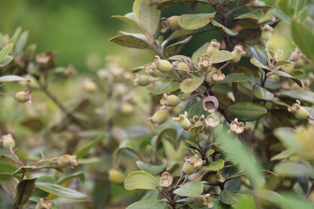 Mùa sim chín trên đồi cằn Măng Đen