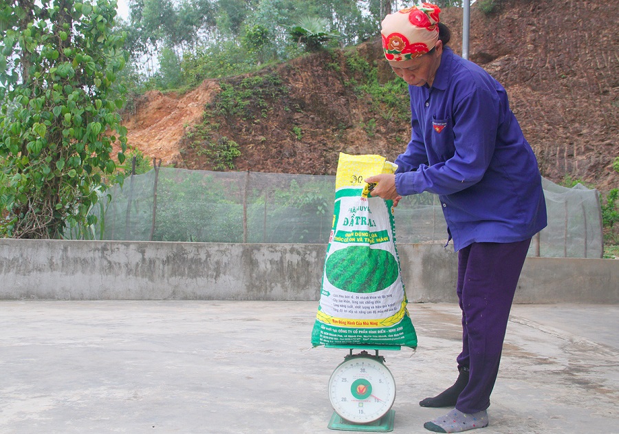 Mùa sim chín trên đồi cằn Măng Đen