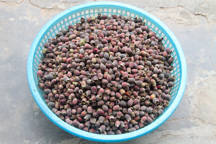 Mùa sim chín trên đồi cằn Măng Đen