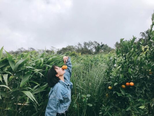 Vườn cam Orfarm Măng đen