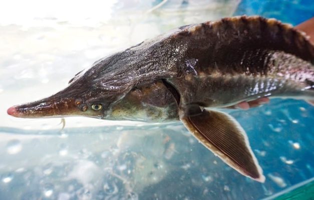 Cá tầm Măng Đen và những điều cần biết