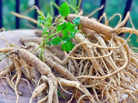Đặc điểm nhận dạng sâm dây Ngọc Linh